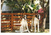 /album/criadouro-estrutura-e-passaros/dolly-jully-jpg/